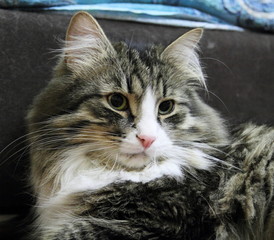 Gatto siberiano adulto