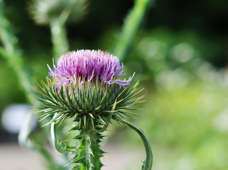 thistle