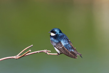 Tree Swallow