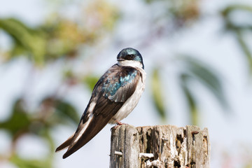 Tree Swallow