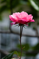 Pink Rose