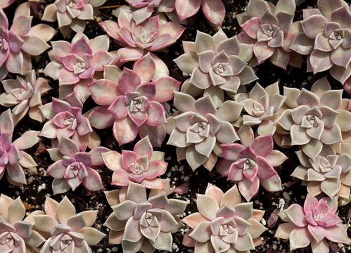 graptosedum