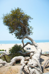 Fototapeta premium Typical Seascape
