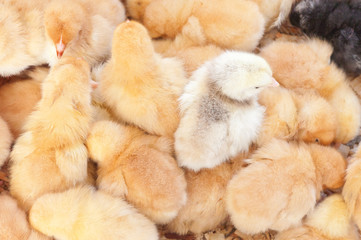 poussins © Unclesam