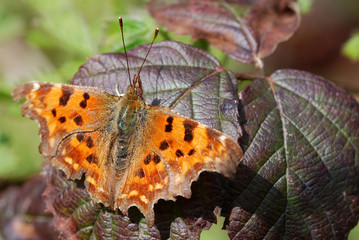 Comma Butterfly