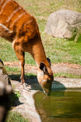 Sitatunga - (Tragelaphus spekii)