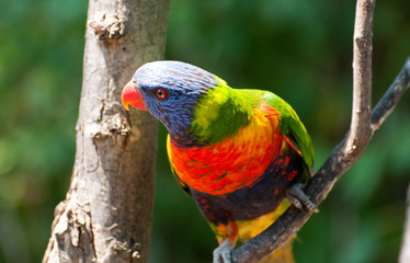 rainbow lorikeet