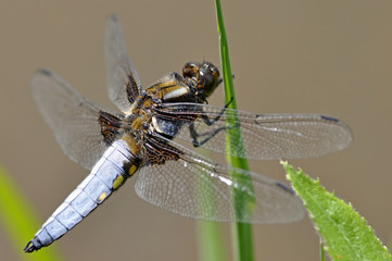 Broad Bodied Chaser Dragonfly