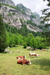 pascoli in val di Mello