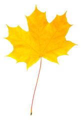 yellow leaf