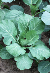Cabbage