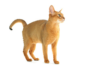 Abyssinian cat