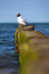 Möwe an der Ostsee