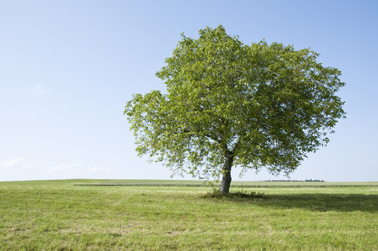 Baum auf Wiese