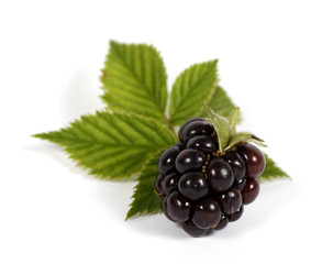 Blackberry with leaves on the white background