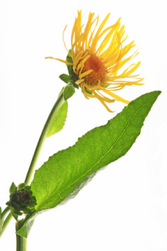 Echter Alant - Inula helenium