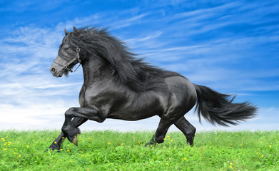 Friesian horse on a blue sky background - 42837152
