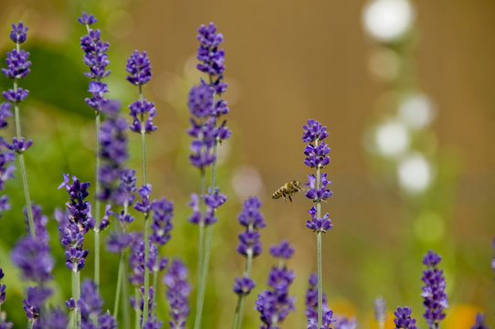 Fototapeta Eine Biene fliegt eine Lavendelblüte an