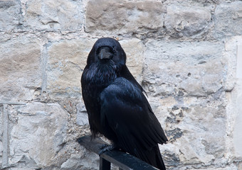 Raven in the Tower of London, UK .