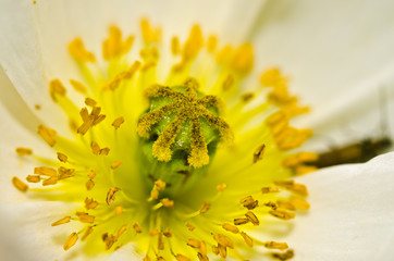 white poppy