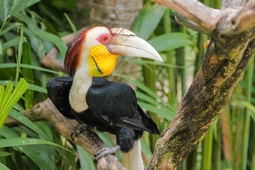a Nice Hornbill