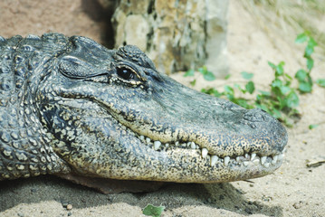 Obraz premium Alligator Portrait