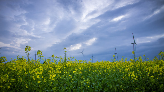 Windkraftanlagen und Rapsfeld