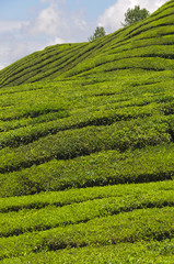 Teeplantage, Camellia Sinensis