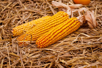 Decorative dried corn