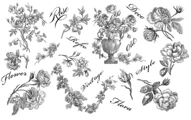 Old roses illustration - 42839531