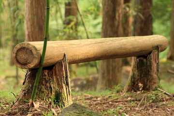 森林公園の丸太のベンチ