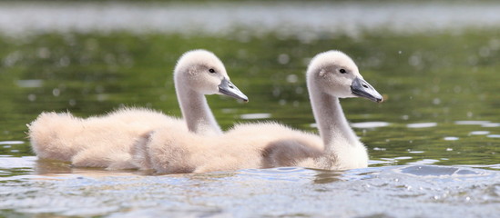 Obraz premium Schwäne-15778b1