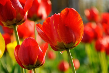 Obraz premium Tulip