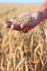 Wheat in the hand