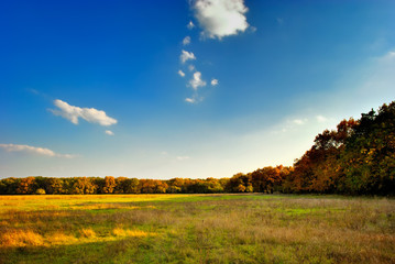 The yellow-green field near the autumnal forest