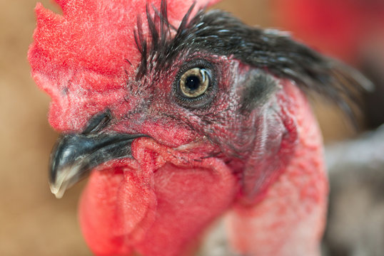 t&ecirc;te de coq rouge, cou d&eacute;plum&eacute;