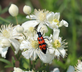 Жук нарывник (Meloidae)