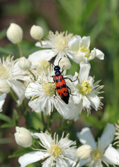 Жук нарывник (Meloidae)