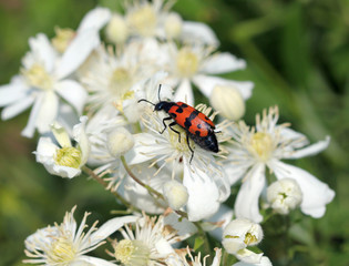 Жук нарывник (Meloidae)