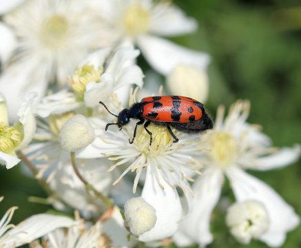 Жук нарывник (Meloidae)
