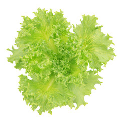 hydroponics green vegetable