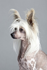 Chinese Ctested Hairless Dog