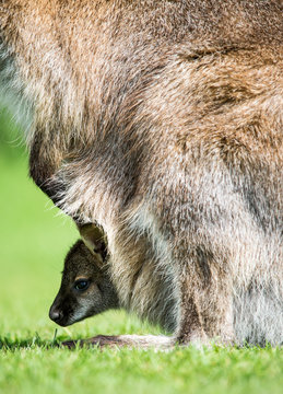 Wallaby joey emrging from mother's pouch