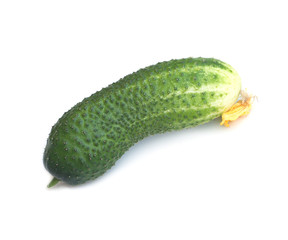 Fresh green cucumber with yellow flower isolated on white