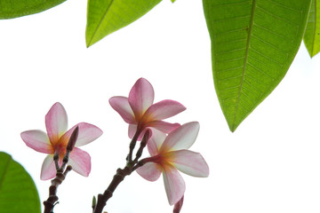 beautiful pink flowers with green leaf frame