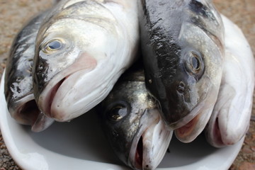 Sea bass