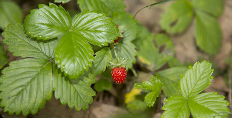 wild strawberry 1