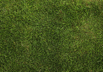 green grass