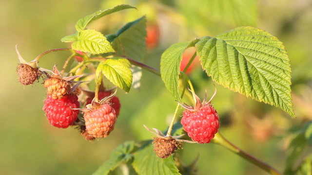Bunch of a red raspberry