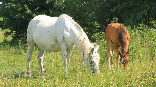 Beautiful mother and baby horse